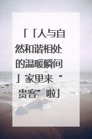 「人与自然和谐相处的温暖瞬间」家里来“贵客”啦