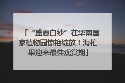 “盛夏白纱”在华南国家植物园惊艳绽放！海杧果迎来最佳观赏期