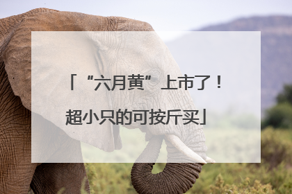 “六月黄”上市了！超小只的可按斤买
