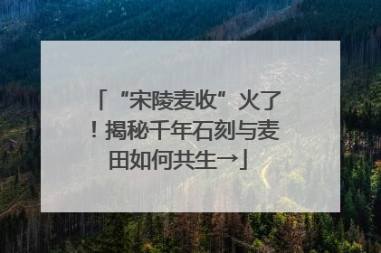 “宋陵麦收”火了！揭秘千年石刻与麦田如何共生→