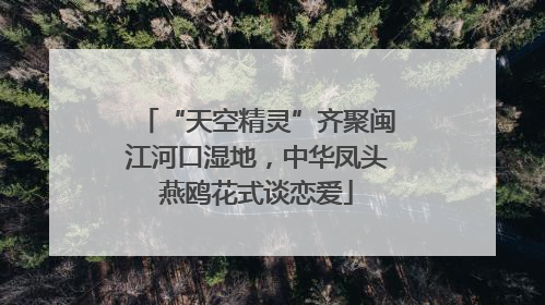 “天空精灵”齐聚闽江河口湿地，中华凤头燕鸥花式谈恋爱