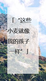 “这些小麦就像我的孩子一样”