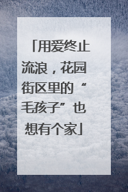 用爱终止流浪，花园街区里的“毛孩子”也想有个家