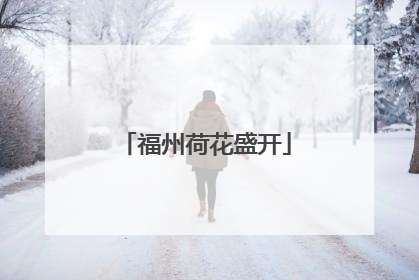 福州荷花盛开