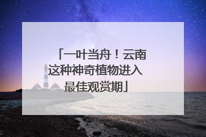 一叶当舟！云南这种神奇植物进入最佳观赏期