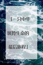 一只中华斑羚生命的最后旅程