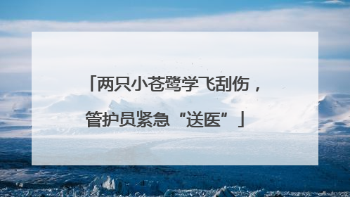 两只小苍鹭学飞刮伤，管护员紧急“送医”