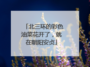 北三环的彩色油菜花开了，就在朝阳安贞
