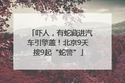 吓人，有蛇藏进汽车引擎盖！北京9天接9起“蛇警”