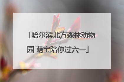 哈尔滨北方森林动物园 萌宝陪你过六一