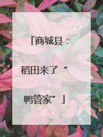 商城县：稻田来了“鸭管家”