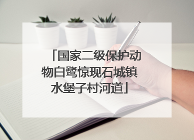 国家二级保护动物白鹭惊现石城镇水堡子村河道
