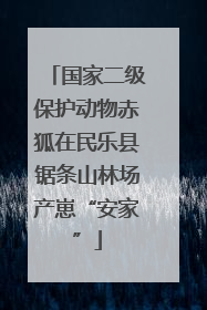 国家二级保护动物赤狐在民乐县锯条山林场产崽“安家”