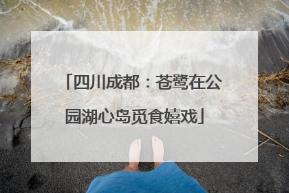 四川成都：苍鹭在公园湖心岛觅食嬉戏