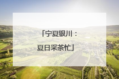 宁夏银川：夏日采茶忙