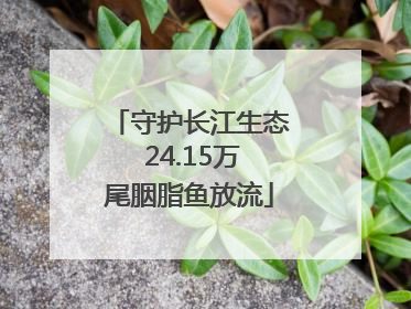 守护长江生态 24.15万尾胭脂鱼放流