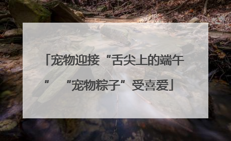 宠物迎接“舌尖上的端午” “宠物粽子”受喜爱