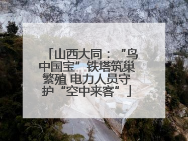 山西大同：“鸟中国宝”铁塔筑巢繁殖 电力人员守护“空中来客”