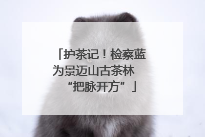 护茶记！检察蓝为景迈山古茶林 “把脉开方”