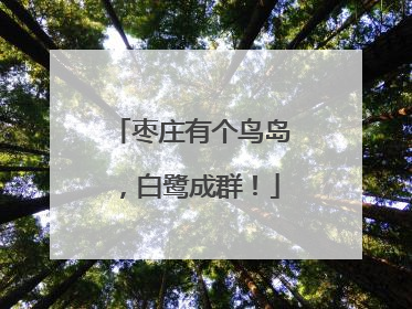 枣庄有个鸟岛，白鹭成群！