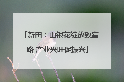 新田：山银花绽放致富路 产业兴旺促振兴