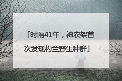 时隔41年，神农架首次发现杓兰野生种群