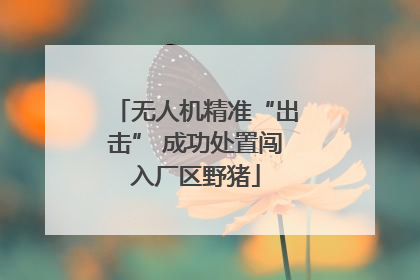 无人机精准“出击” 成功处置闯入厂区野猪