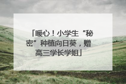 暖心！小学生“秘密”种植向日葵，赠高三学长学姐