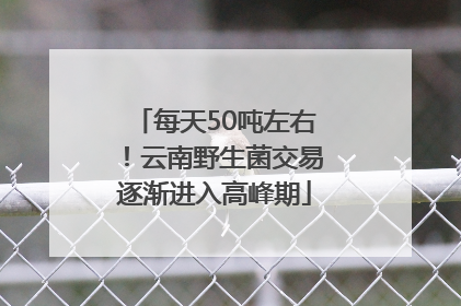 每天50吨左右！云南野生菌交易逐渐进入高峰期