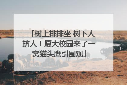 树上排排坐 树下人挤人！厦大校园来了一窝猫头鹰引围观