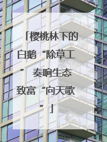 樱桃林下的白鹅“除草工” 奏响生态致富“向天歌”