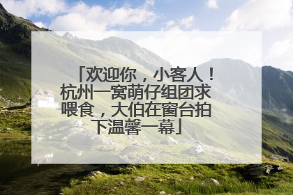 欢迎你，小客人！杭州一窝萌仔组团求喂食，大伯在窗台拍下温馨一幕