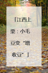 江西上栗：小毛豆变“增收豆”