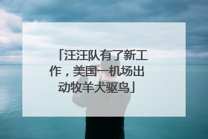 汪汪队有了新工作，美国一机场出动牧羊犬驱鸟