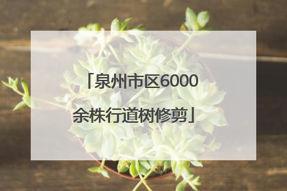 泉州市区6000余株行道树修剪