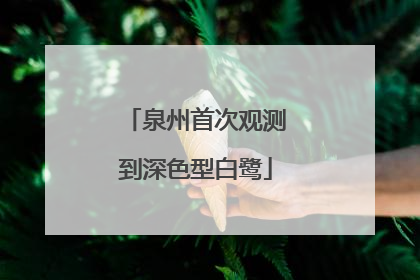 泉州首次观测到深色型白鹭