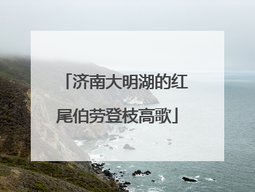 济南大明湖的红尾伯劳登枝高歌