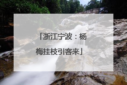 浙江宁波：杨梅挂枝引客来