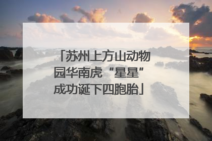 苏州上方山动物园华南虎“星星”成功诞下四胞胎