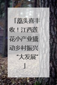 藠头喜丰收！江西莲花小产业撬动乡村振兴“大发展”
