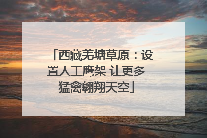 西藏羌塘草原：设置人工鹰架 让更多猛禽翱翔天空