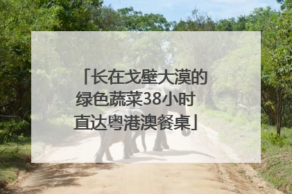 长在戈壁大漠的绿色蔬菜38小时直达粤港澳餐桌