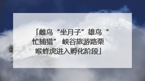雌鸟“坐月子”雄鸟“忙捕猎” 峡谷旅游路栗喉蜂虎进入孵化阶段