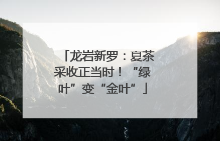 龙岩新罗：夏茶采收正当时！“绿叶”变“金叶”