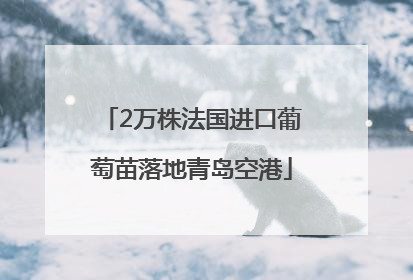 2万株法国进口葡萄苗落地青岛空港